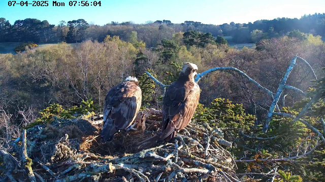 Two birds are perched on a nest made of twigs and grass, situated in a natural setting. The birds have brown and white feathers, and they are facing away from the viewer. In the background, there are trees with sparse foliage and a clear blue sky. The image captures a peaceful morning scene with soft natural lighting.