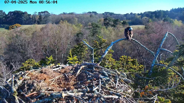 A bird perched on a thin branch above a large nest made of twigs and branches. The nest is located high in a tree, surrounded by green foliage and trees in the background. The sky is clear and blue. The image timestamp indicates it is early morning on April 7, 2025.