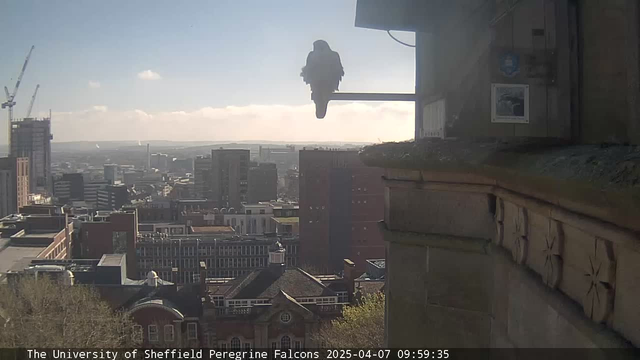 A peregrine falcon sits perched on a ledge, facing away from the camera. The background shows a cityscape with various buildings, including tall structures and a crane, under a mostly clear sky. The scene is bright and sunny, indicating daytime. The timestamp at the bottom shows the date and time.