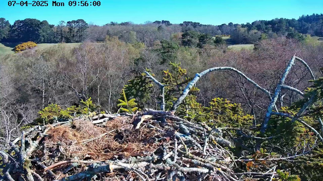 A wide view of a forested landscape taken from a high vantage point. In the foreground, there is a large bird's nest made of twigs and branches, surrounded by green pine-like trees. The background features a mix of bare trees and those with lush foliage, indicating early spring or late autumn. The sky is clear and bright blue.