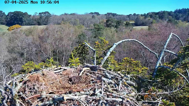 A view from a high nest overlooking a landscape. The foreground shows a nest made of twigs and branches, while the background features a mix of trees, some with green foliage and others bare. The sky is clear and blue, indicating a bright day. In the distance, there are rolling hills with patches of grass. The time displayed in the corner indicates it is Monday, July 4, 2025, at 10:56 AM.