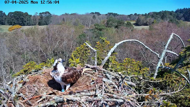 A large bird, possibly an osprey, is sitting in a nest made of twigs and branches. The bird has dark brown feathers on its back and white feathers on its chest. It has a distinctive yellow eye and a sharp, curved beak. The background shows a landscape with trees and an open field, under a clear blue sky. There are patches of green foliage and some yellow flowers visible in the surroundings.