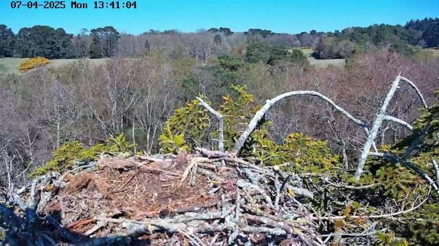 The image shows an outdoor scene featuring a bird's nest at the forefront made of twigs and branches. In the background, there is a landscape with a mix of bare trees and patches of greenery. The sky above is clear and blue, indicating a sunny day.