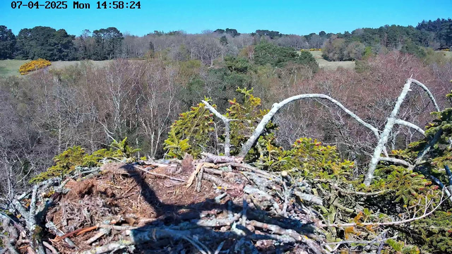 A clear blue sky is visible above a landscape of trees in different shades of green and brown. In the foreground, there is a large, intricately woven bird's nest made of twigs and branches. The nest is surrounded by greenery, including yellow and green foliage. Overall, it's a serene outdoor scene with natural elements.