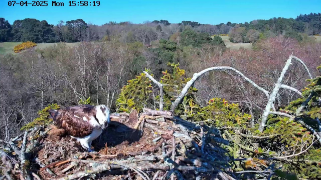 A bird, likely an eagle or hawk with a brown and white plumage, stands in a large nest made of twigs and branches. The background features a lush, green landscape with trees and fields under a clear blue sky. The sun is shining, indicating a bright, sunny day. The nest is positioned high in the trees, surrounded by greenery.