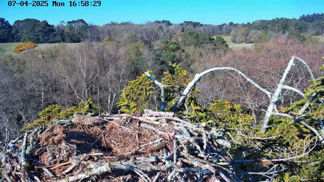 A view from a webcam showing a bird's nest made of sticks and twigs in the foreground. The nest is situated on a branch, surrounded by green pine needles and other foliage. In the background, there is a landscape of trees with varying shades of green and brown, indicating a mix of coniferous and deciduous trees. The sky is clear and blue, and the scene is lit with natural daylight, suggesting it is daytime.