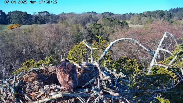 A large bird, possibly a hawk, is sitting in its nest made of twigs and branches. The nest is situated in a tree, and the background features a landscape of trees and open fields under a clear blue sky. The scene is well-lit, indicating daytime. The colors in the foliage range from green to brown, suggesting a mix of evergreen and deciduous trees.