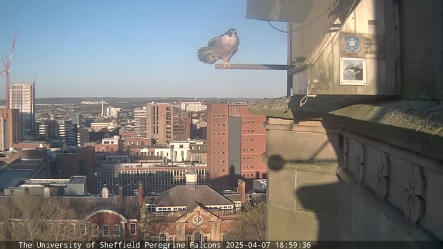 A peregrine falcon perched on a ledge, looking out over a city skyline. The background features various buildings of different heights, with some construction visible. The sky is clear and blue, and the scene is bathed in warm evening light. The image includes signs and structural details from the ledge.