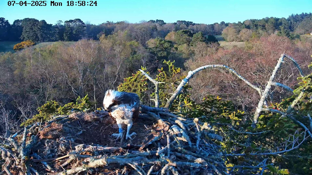 A bird is standing in its nest made of twigs and branches. The bird has a brown and white plumage with streaks on its body and a distinctive crest on its head. The nest is perched on a tree with green foliage around it. In the background, there are trees with varying shades of green and brown, indicating a mix of deciduous and evergreen trees, under a clear blue sky. The scene is peaceful, reflecting a natural habitat.