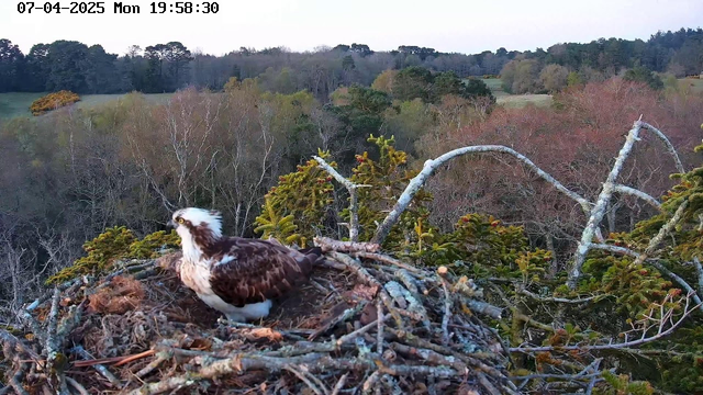 A bird of prey, likely an osprey, sits on a nest made of twigs and branches at the edge of a tree. The bird has a white head with some brown markings, a brown body, and is facing towards the camera. In the background, verdant fields and a mix of trees in various shades of green and brown are visible, indicating early spring or late winter. The sky is clear with soft light, suggesting the time is near dusk. The date and time on the image indicate it's the evening of April 7, 2025.