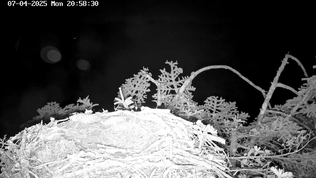 A low-light webcam image shows a nest made of twigs and branches in the foreground, with sparse, silhouetted vegetation in the background. The scene is predominantly dark, with faint light spots visible, suggesting environmental features such as water or sky. The timestamp displays "07-04-2025, Mon 20:58:30" in the upper left corner.