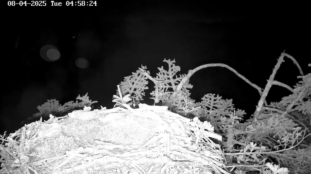 A dark scene featuring a nest made of twigs and grass, partially covered with snow. Surrounding the nest are sparse branches and coniferous foliage, appearing white due to the low light or snow. The background is mostly black, indicating a lack of visible light.