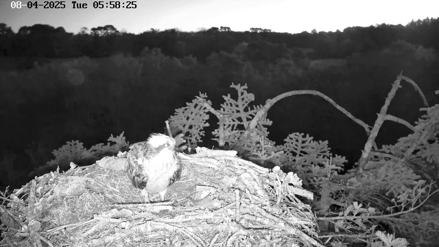 A black and white webcam image captures a bird, likely an eagle or hawk, perched on a nest made of twigs and branches. The bird has a white head and a relatively robust body, with a visible beak. Surrounding the nest are blurred green trees and foliage in the background, indicating a natural setting. The time and date are displayed in the upper left corner of the image, reading 08-04-2025, Tuesday, at 5:58:25 AM. The overall scene is dimly lit, suggesting early morning.