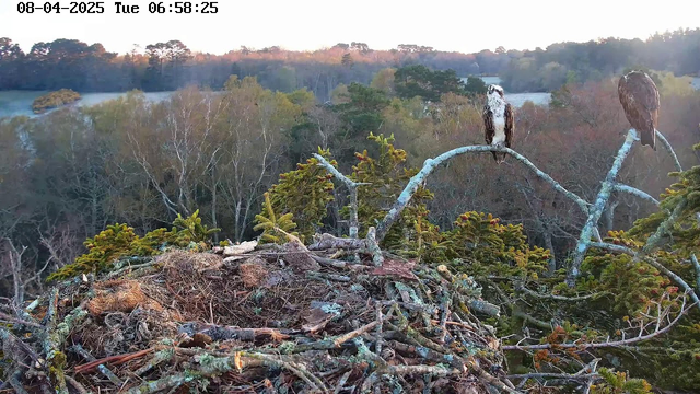 A webcam captures a scene from a high vantage point overlooking a woodland area at dawn. In the foreground, there is a large nest made of twigs and branches, which is somewhat messy and unkempt. Perched on a branch to the right, there is a large bird, possibly an osprey, displaying light brown and white plumage. In the background, a variety of trees are visible, their leaves changing color to hues of green and orange, indicating early autumn. The sky shows a soft light as the sun rises, illuminating the scene with a warm glow.