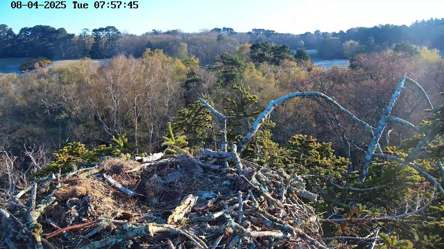 The image shows a bird's nest made of twigs and branches, positioned at the edge of a dense forest. The background features a variety of trees with green leaves, hinting at a vibrant spring scene. The sky is clear, and the light suggests an early morning setting, with soft sunlight illuminating the landscape. The nest appears to be empty, and there are no visible birds perched nearby.