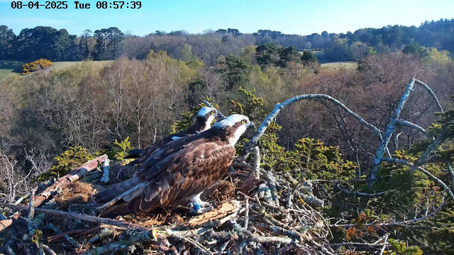 Two ospreys are perched on their nest made of sticks and branches, with one osprey facing forward and the other slightly turned. The nest is situated on a tree branch, surrounded by green foliage. In the background, there is a landscape of trees and open fields under a clear blue sky, indicating a sunny day. The image timestamp shows it is 8:57 AM on April 8, 2025.