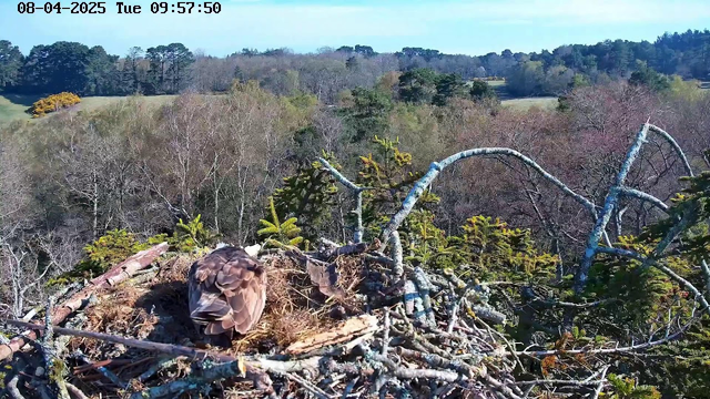 A bird is sitting in a nest made of twigs and grass, surrounded by a blurred landscape of trees and rolling hills. The nest is positioned high on a branch, and the bird has brown and white feathers, with its back facing the camera. The sky is clear and blue, indicating daylight, while the foliage around the nest ranges from green to brown, suggesting it is early spring or late winter.