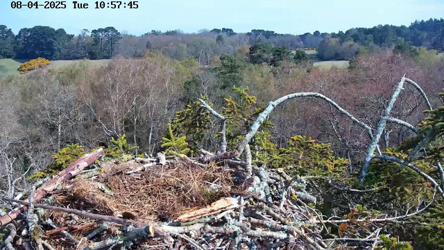 A close-up view of a bird's nest made of twigs and branches, positioned in a tree. The nest is empty, with dried grass and leaves visible inside. Surrounding the nest are green pine branches and a backdrop of a landscape featuring trees in various shades of brown and green. In the distance, a field can be seen with sparse vegetation, and the sky above is clear and blue. The image captures a serene natural environment, indicating early spring with some trees starting to bud.