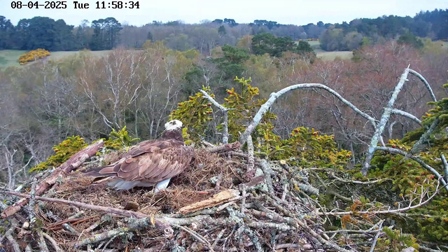 A close-up view of an osprey sitting in its nest made of sticks and twigs. The nest is located on a tree branch surrounded by greenery. In the background, there are trees and fields, with a mix of green and brown foliage, indicating a late autumn or early winter setting. The sky is overcast, suggesting a cloudy day. The time and date are displayed in the upper left corner of the image.