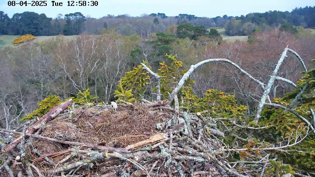 A view from a webcam showing a large bird's nest made of twigs and branches, situated high up among trees. The background features a blurred landscape of trees with varying colors of green and orange, indicating a mix of coniferous and deciduous foliage. The sky is overcast, and the scene appears tranquil, with no visible birds in the nest.