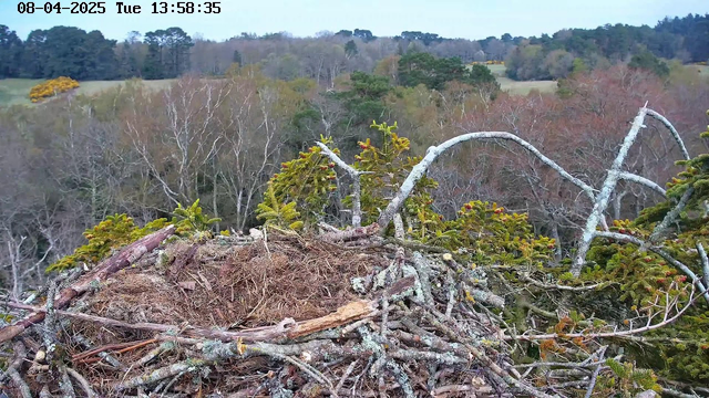 A close-up view of a large bird's nest made of twigs and branches, resting on a tree top. The nest is surrounded by green foliage, with some of the branches covered in gray lichen. In the background, there are trees with sparse leaves, indicating early spring or late winter, and a distant grassy field. The sky is overcast.