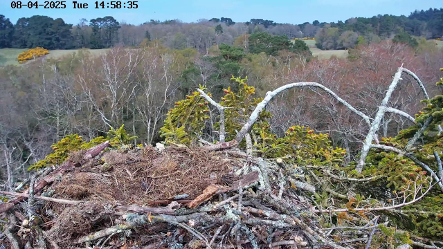 A close-up view of a bird's nest made of twigs and branches, situated on a platform amidst trees. The nest is filled with dry leaves and twigs, and some green foliage is visible around the edges. In the background, a landscape of trees in various shades of green and brown extends into the distance, suggesting it's early spring or late autumn. A clear sky is partially visible at the top of the image. The date and time are displayed in the upper left corner.