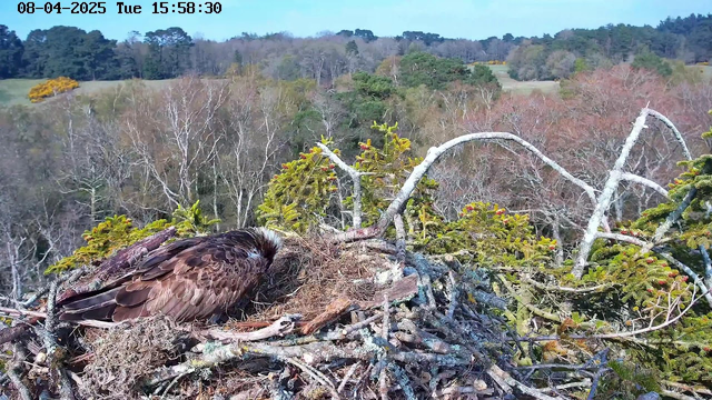 A large bird, likely an eagle, is resting in its nest made of twigs and branches, positioned on top of a tree. The bird has brown feathers with lighter stripes and is facing downward. Around the nest, there are green leaves and nearby trees with patches of spring foliage in the background, indicating a mix of autumnal and spring colors. The setting appears to be a natural landscape with rolling hills in the distance.