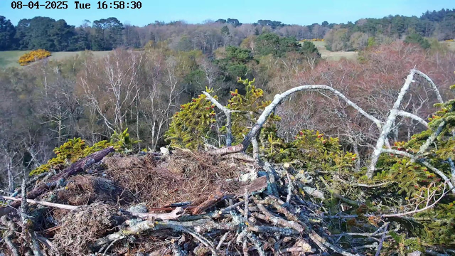 A bird's nest made of twigs and moss is positioned prominently in the foreground. The nest is irregularly shaped, with some greenery sprouting from its sides. In the background, there is a landscape of trees and open fields, with varying shades of green and brown, indicating a mix of foliage. The scene appears to be set in a natural environment, with a clear blue sky above.