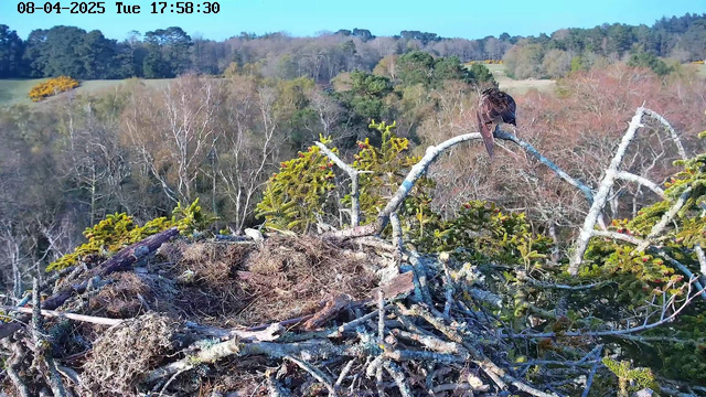 A bird is perched on a branch at the edge of a nest, surrounded by twigs and green foliage. The nest is partially visible, made of sticks and natural materials. In the background, there is a blurred landscape of trees and hills, indicating a natural setting. The scene is bright and clear, capturing the details of the nest and bird.