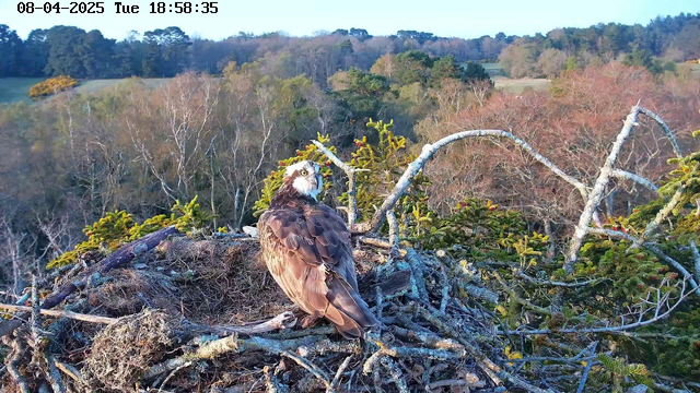 A bird of prey, likely an osprey, is perched on a large nest made of twigs and branches. The bird has dark brown feathers on its back and lighter coloring on its head and chest, with a distinctive white face. In the background, there are trees with a mix of green and autumn-colored foliage, indicating it’s a rural or natural setting. The sky is clear, and the sun is shining, suggesting a late afternoon scene.