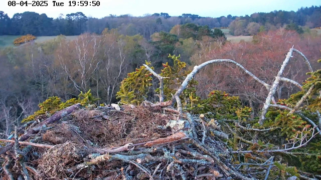 A bird's nest is visible on the edge of a tree branch, constructed from twigs and lined with grass and pine needles. The background features a landscape with trees displaying various autumn colors, including shades of green, orange, and brown. The scene is set during twilight with a soft, muted light.