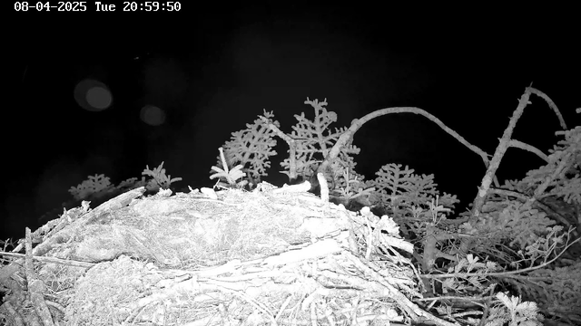 A dark image of a nest made from twigs and branches, with some green foliage in the background. The nest is mostly centered in the frame, and the date and time are displayed in the upper left corner. The overall lighting is low, giving a nighttime or shadowy effect.