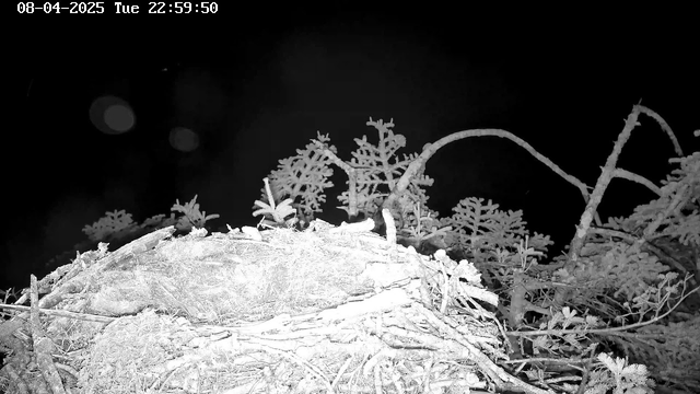 A dark scene featuring a nest made of twigs and leaves, situated on the ground. Surrounding the nest are several branches and foliage, with some plants appearing in the foreground. The image is primarily monochrome, with varying shades of black and white. Timestamp at the top indicates the date and time as August 4, 2025, at 22:59:50.