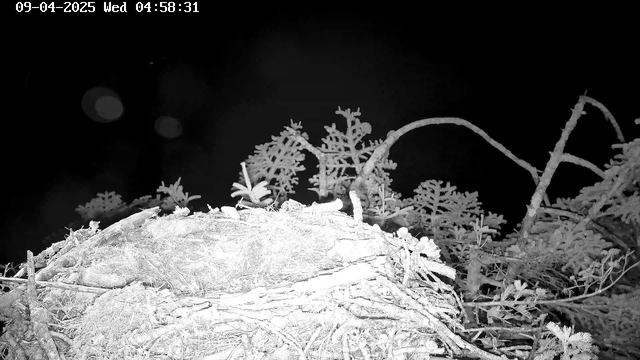 A black and white image shows a close-up view of a bird's nest made of twigs and foliage. The nest is situated on a flat surface, surrounded by sparse vegetation that includes small branches and leaves. The background is mostly dark, indicating it may be nighttime, with some blurred circles suggesting reflections or distant light sources. The timestamp in the upper left corner reads 09-04-2025, 04:58:31.