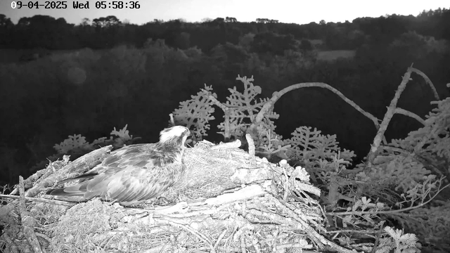 A black-and-white image captures a bird sitting on a nest made of twigs and branches. The bird appears to be an eagle, facing slightly left, with its beak open as if calling out. The background features blurred trees and a hilly landscape, indicating it's dawn or dusk. The date and time at the top shows it is early morning on September 4, 2025.