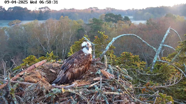 A large bird, possibly an osprey, sits in a nest made of twigs and branches. The bird has a white head with dark markings and brown feathers on its body. Surrounding the nest are green leaves and branches, set against a backdrop of trees with autumn colors in the early morning light. The scene is tranquil, with soft, muted tones indicating dawn.