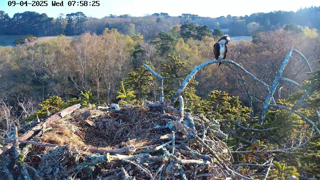 A bird sits on a branch near a large nest. The nest, made of sticks and twigs, is located on a tree. In the background, there are trees with varying shades of green and brown, indicating a natural landscape during the morning. The sky is clear, and the lighting suggests it's early in the day.