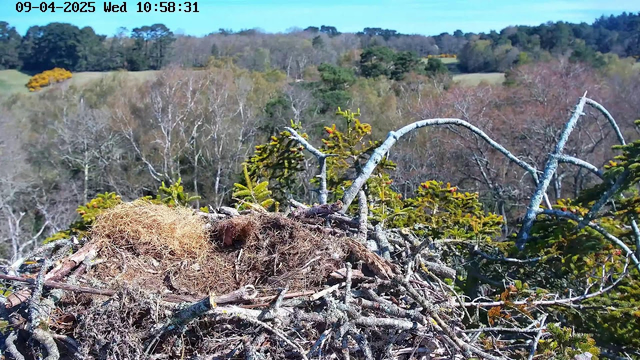 A bird's nest made of twigs and grasses is situated in a treetop. The nest appears empty and is surrounded by a tangle of branches. In the background, there are rolling hills covered in trees, with some foliage changing color, indicating it may be early spring or autumn. The sky is clear and blue, and there are some distant green patches and fields visible beyond the trees. The timestamp at the top indicates the date and time.