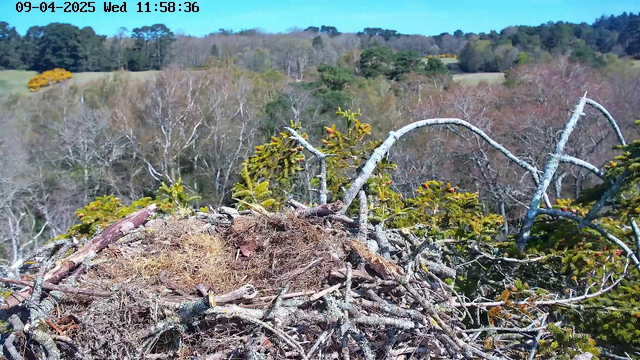 A bird's nest made of twigs and grass is positioned at the center of the image. In the background, there are trees with sparse foliage in shades of green and brown, indicating early spring. The sky is clear and blue, with a few wispy clouds. The scene shows a mix of green trees and brown barren branches, with some vibrant yellow foliage visible to the left. The image is timestamped in the upper left corner, indicating the date and time.