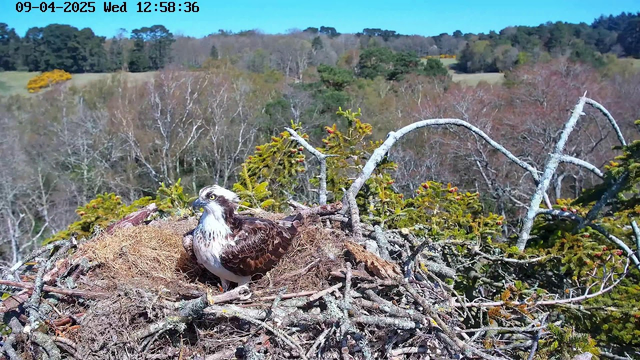 A large bird, possibly an osprey, is sitting in a nest made of twigs and reeds. The bird has a white head with a dark striped eye pattern, a brown body, and is surrounded by some nesting material. In the background, there is a landscape with trees, some of which are starting to show autumn colors. The sky is clear and blue.
