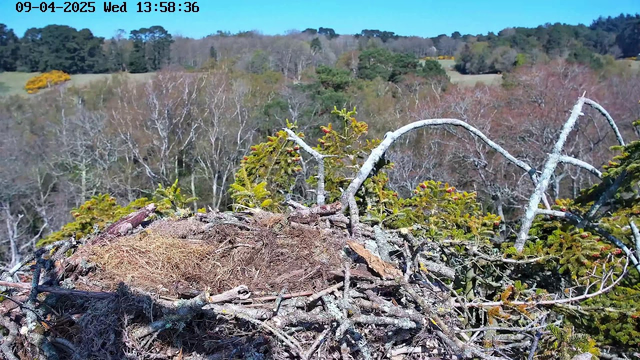 A close-up view of a bird's nest made of twigs and branches, located on top of a tree. Surrounding the nest are green and yellow foliage, with a blurred background of trees showing varying colors, indicating a mix of foliage. The sky is clear blue and sunny. The image includes a timestamp in the upper left corner, displaying the date and time.