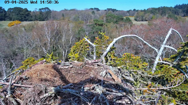 A bird's nest made of sticks and twigs sits prominently in the foreground. The nest is somewhat circular with a rough texture and some grassy material inside it. In the background, there are trees with a mix of bare branches and green foliage, suggesting a transition from winter to spring. The sky above is clear and blue, indicating a bright day. The scene is peaceful, showcasing a natural environment.