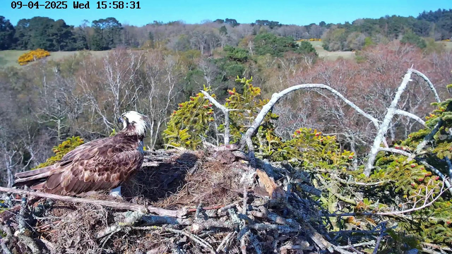 An osprey sits on a nest made of sticks and grasses, located high in a tree. The bird has a brown body with a white head and a distinctive dark eye stripe. Surrounding the nest are green foliage and occasional pops of yellow flowers. In the background, a landscape of trees and rolling hills is visible under a clear blue sky. The scene captures a natural setting with hints of autumn colors in the trees.