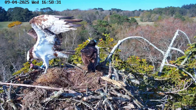 An osprey, with its wings outstretched, is standing on a nest made of twigs and branches. It appears to be holding a fish in its talons. Nearby, another bird, possibly a dark-colored hawk, is positioned with its back to the viewer. The background features a landscape of green hills and trees with autumn foliage. The sky is clear and bright.