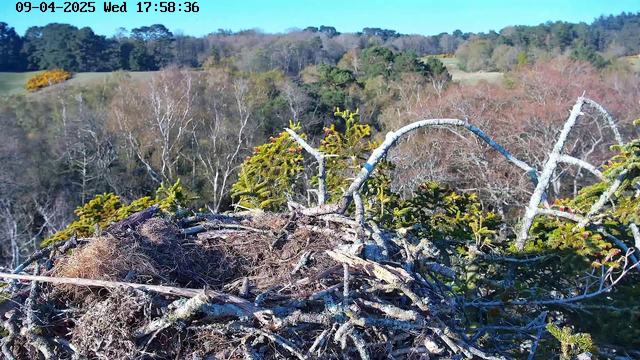 A bird's nest is prominently featured in the foreground, made of twigs and moss. The nest is situated on a tree branch, surrounded by green foliage. In the background, a landscape of trees with varying colors is visible, indicating the changing seasons. The sky above is clear and bright blue. The image captures a serene natural setting.