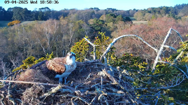 A bird, likely an osprey, is perched on a large nest made of sticks and branches. The bird has a brown and white plumage and a distinctive blue head. The background features a landscape of trees and open fields, with varying shades of green and brown indicating a natural habitat. The image is taken from a high vantage point, showcasing the nest and the surroundings.