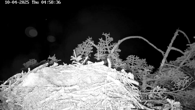 A dark image showing an empty nest made of twigs and branches, situated on the ground with some foliage around it. The background is mostly black, indicating it is early morning or nighttime. A few blurry light spots are visible, possibly reflections or glare. The date and time are displayed in the upper left corner, indicating October 4, 2025, at 04:58:36.