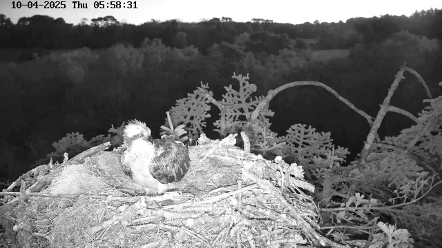 A black and white image shows a bird sitting on a nest made of twigs and branches. The bird has a white head and a mostly brown body, with some lighter markings. The nest is situated in a natural setting, surrounded by trees and foliage in the background, which is partially obscured by shadow. The time and date at the top of the image indicate it is early morning.