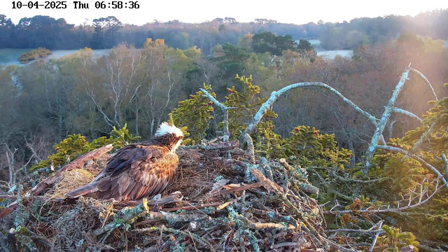 A large bird, likely an eagle, is perched on the edge of a nest made of sticks and grasses. The nest is situated on top of a tree branch, surrounded by green foliage. In the background, a landscape of trees and a river can be seen, with soft morning light illuminating the scene. The sky has a warm glow as the sun rises. The date and time in the corner indicate it's April 10, 2025, at 6:58 AM.