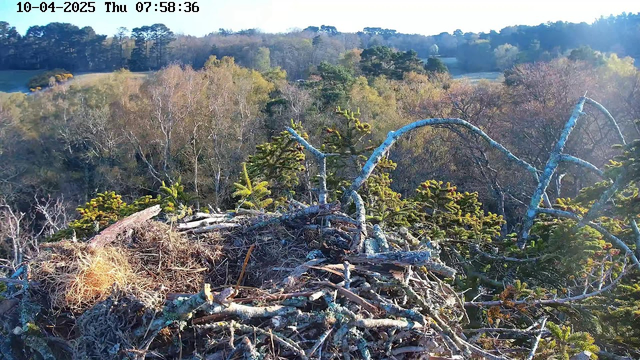 A close-up view of a large bird's nest made of twigs and grass, situated in a tree branch. The background features a blurred landscape of various trees with green and yellow foliage, indicating springtime. The sky is clear with soft lighting, creating a serene atmosphere. The scene conveys a natural setting, highlighting the nest as the focal point.